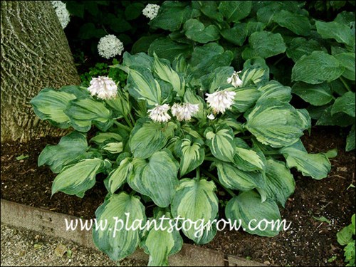 Hosta Guardian Angel